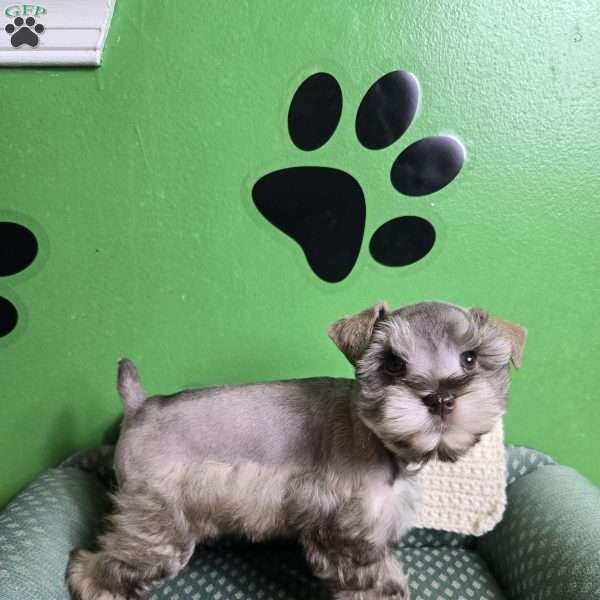 Luke, Miniature Schnauzer Puppy