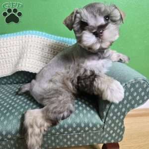 Luke, Miniature Schnauzer Puppy