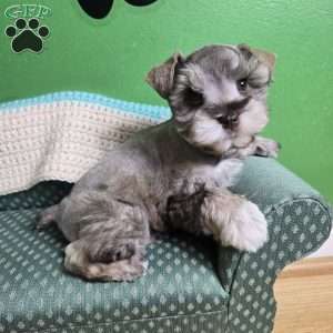 Luke, Miniature Schnauzer Puppy