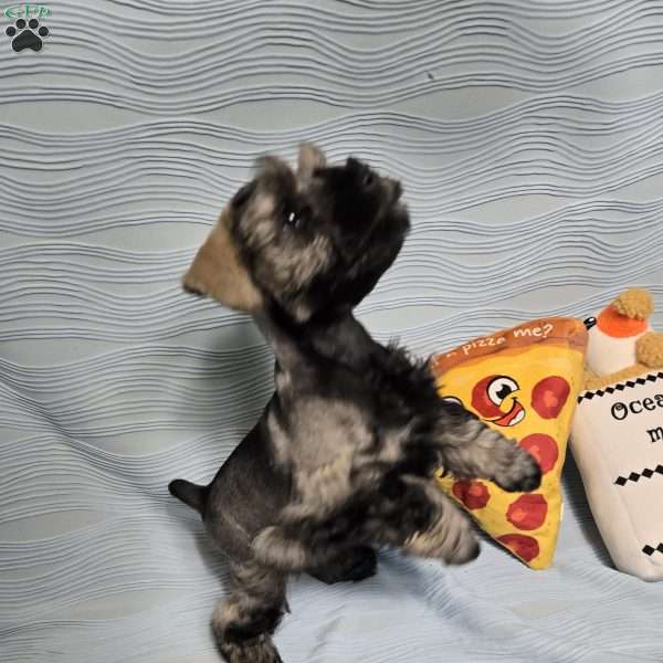 Darth Vader, Miniature Schnauzer Puppy