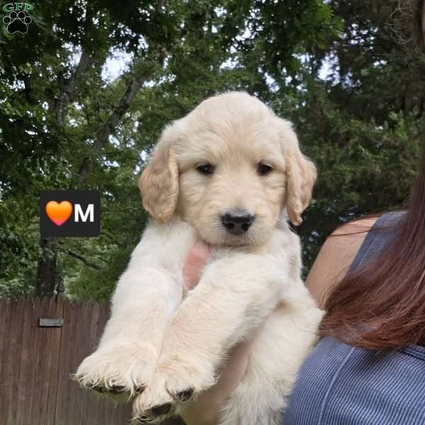 Rex, Goldendoodle Puppy