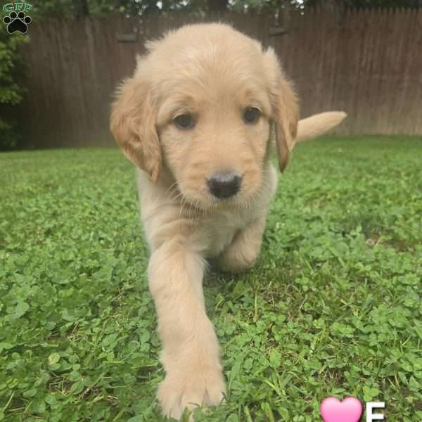 Lily, Goldendoodle Puppy