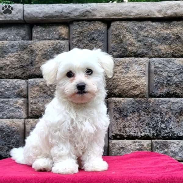 Cody, Coton de Tulear Puppy