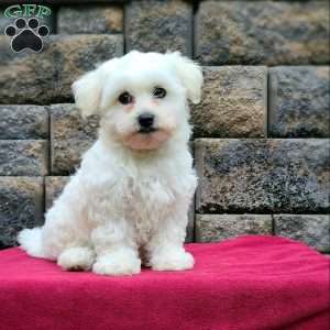 Cody, Coton de Tulear Puppy