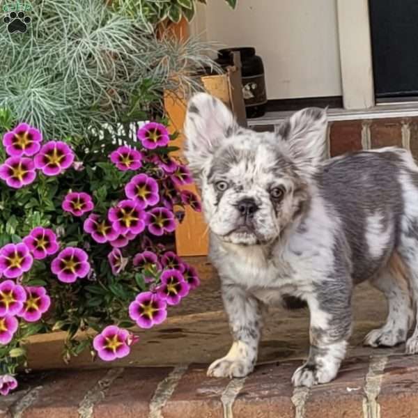 Prada, French Bulldog Puppy