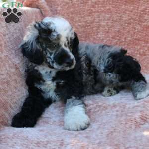 Rocky, Toy Poodle Puppy