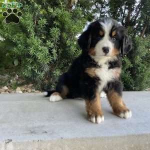 Samson, Bernese Mountain Dog Puppy