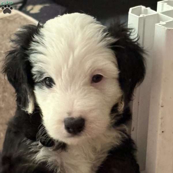 Apollo, Mini Goldendoodle Puppy