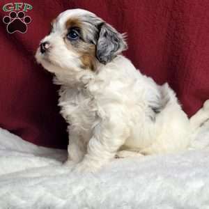Halo, Shih-Poo Puppy