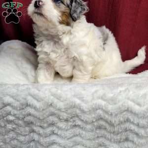 Halo, Shih-Poo Puppy