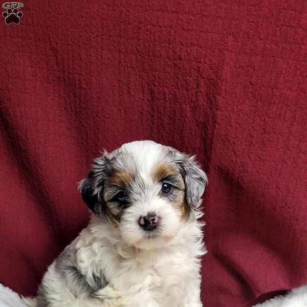 Halo, Shih-Poo Puppy
