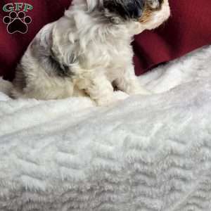 Halo, Shih-Poo Puppy