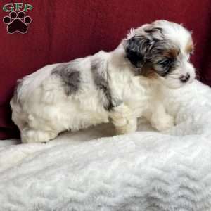 Halo, Shih-Poo Puppy
