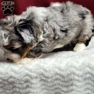 Toby, Shih-Poo Puppy