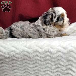 Toby, Shih-Poo Puppy