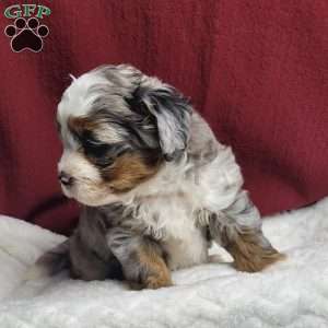Toby, Shih-Poo Puppy