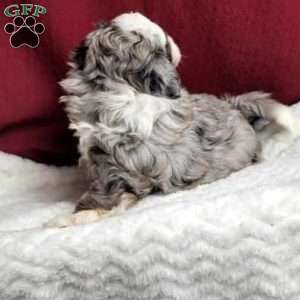 Toby, Shih-Poo Puppy