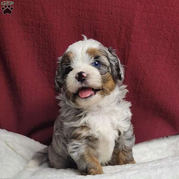 Toby, Shih-Poo Puppy