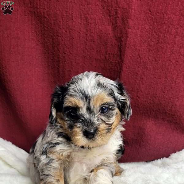 Jayden, Shih-Poo Puppy