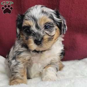 Jayden, Shih-Poo Puppy