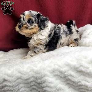 Jayden, Shih-Poo Puppy