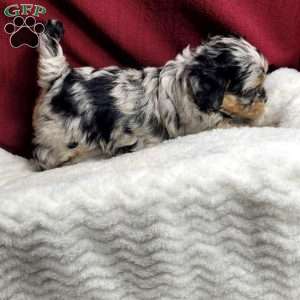 Jayden, Shih-Poo Puppy