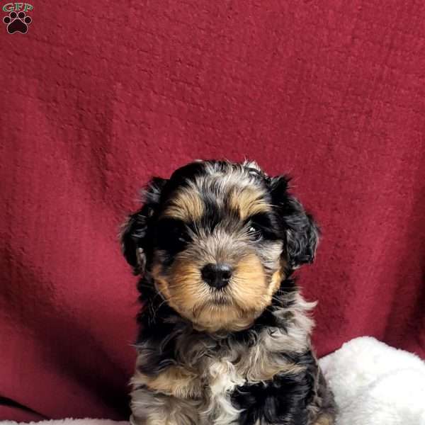 Lincoln, Shih-Poo Puppy