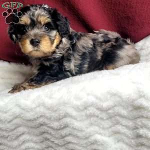 Lincoln, Shih-Poo Puppy