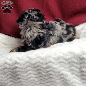 Lincoln, Shih-Poo Puppy