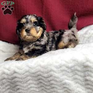 Lincoln, Shih-Poo Puppy
