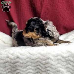 Lincoln, Shih-Poo Puppy