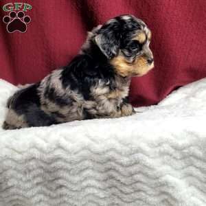 Lincoln, Shih-Poo Puppy