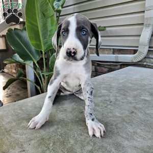 Beatrice, Great Dane Puppy