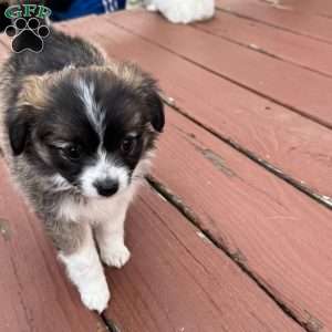 Gorda, Chihuahua Puppy