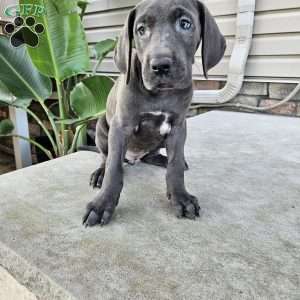 Brinley, Great Dane Puppy