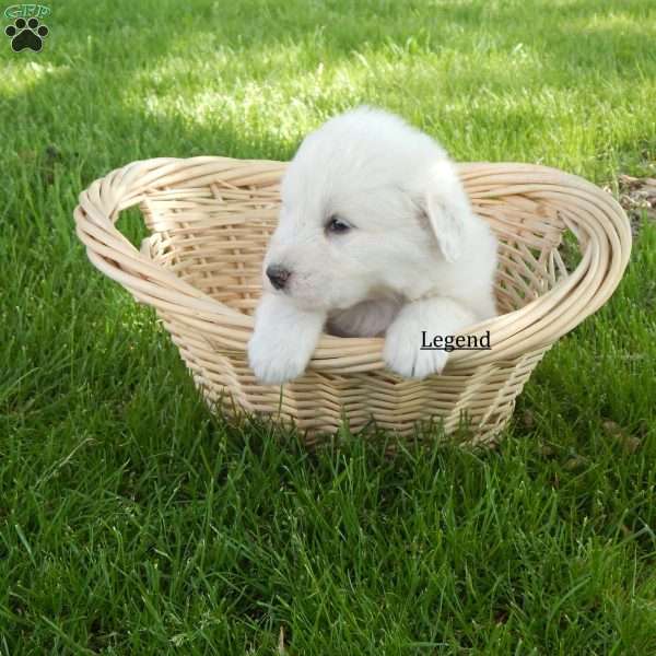 Legend, Great Pyrenees Puppy