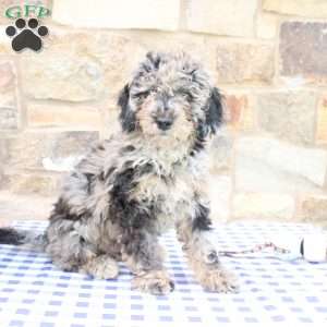 Jacob, Labradoodle Puppy