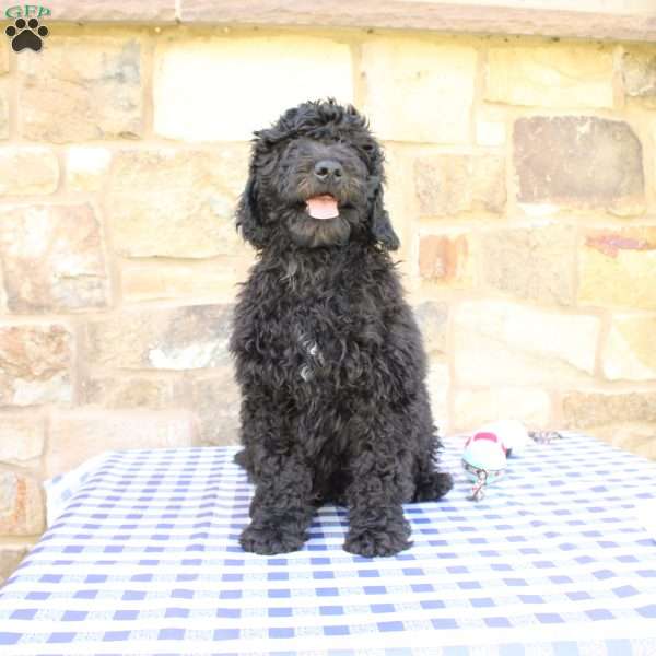 Jerry, Labradoodle Puppy