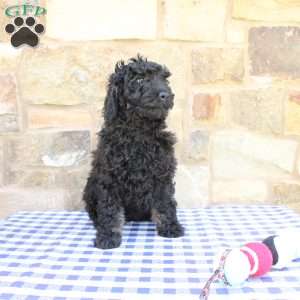 Jaxson, Labradoodle Puppy