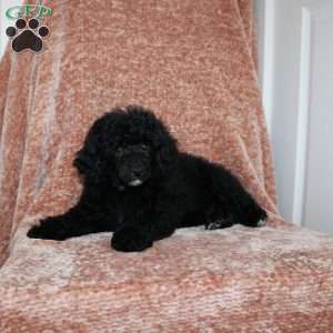 Bear, Miniature Poodle Puppy