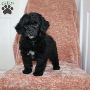 Buster, Miniature Poodle Puppy