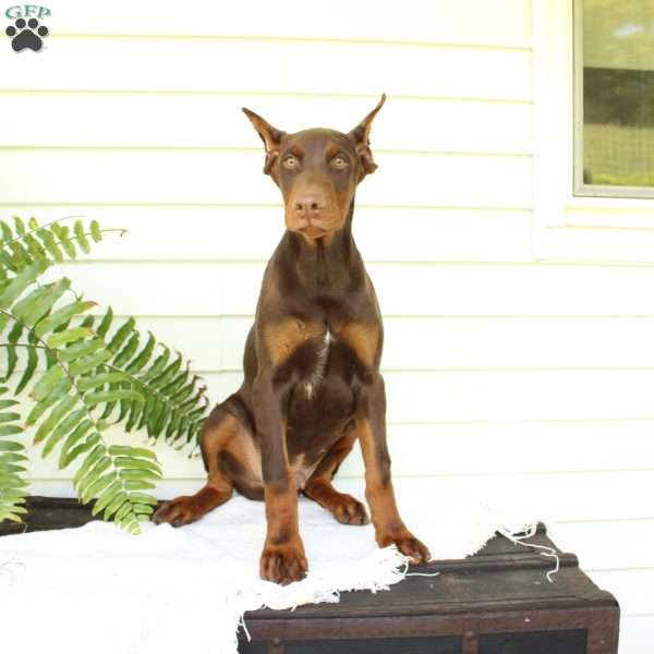Tyler, Doberman Pinscher Puppy