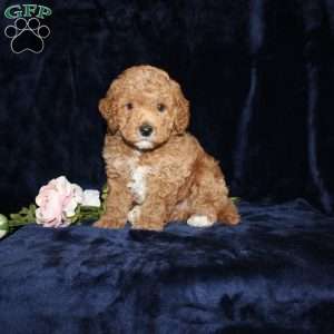 Phillip, Mini Goldendoodle Puppy