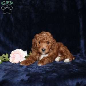Peter, Mini Goldendoodle Puppy