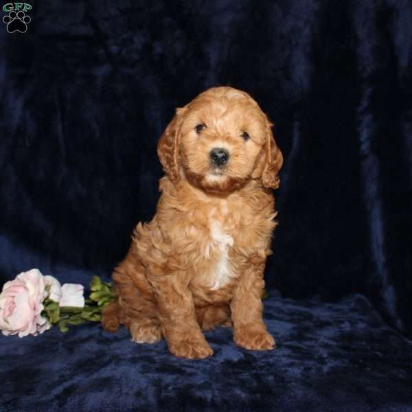 Pam, Mini Goldendoodle Puppy