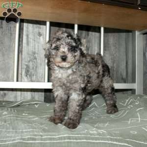 Cally, Miniature Poodle Puppy