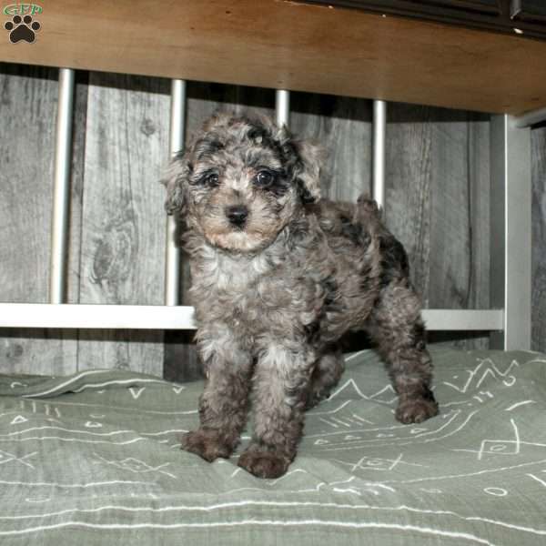 Cally, Miniature Poodle Puppy