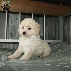 Colby, Miniature Poodle Puppy