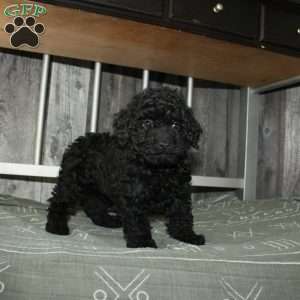 Carter, Miniature Poodle Puppy