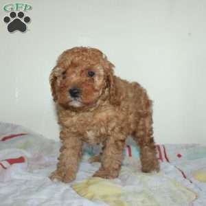 Clarence, Miniature Poodle Puppy